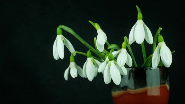 Gyönyörű Fehér Virágok Csokor Hóvirág Vagy Galanthus Vázában Közelkép Elszigetelt — Stock videók