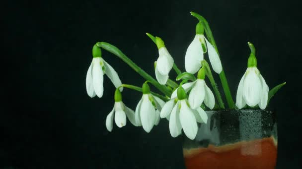 Mooie Witte Bloemen Boeket Sneeuwklokjes Galanthus Vaas Close Geïsoleerd Zwarte — Stockvideo