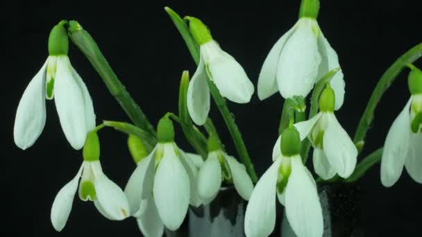 美しい白い花は 黒い背景に隔離された花瓶の中の雪滴やガランサスを花束 噴霧水の飛沫と風で露の開花植物の滴を開花させます ダーク ムーディ — ストック動画