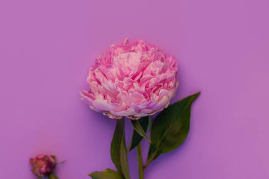 Pastel mor arka planda pembe şakayık çiçeği. Çiçek desenli güzel bir bitki tasarımı. Yeşil yapraklı ve yapraklı bir gül renkli Paeonia bitkisi. Yaratıcı minimalizm düz ve doğal gölgesi vardı.