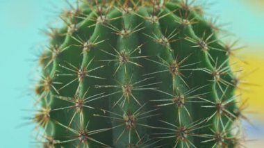 Keskin iğneli sulu kaktüsler su fışkırtıyor. Yeşil ev bitkileri. Macro içeride 4K Florarium kaktüs dikenli minyatür çiçek çekiyor. Ev dekorasyonu şehir içi orman kavramı.