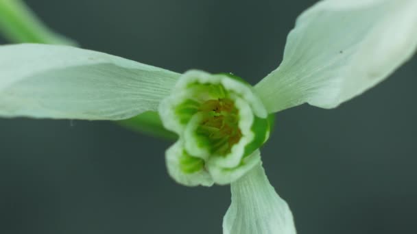 Schöne Weiße Schneeglöckchen Oder Galanthus Blume Makro Auf Grauem Hintergrund — Stockvideo