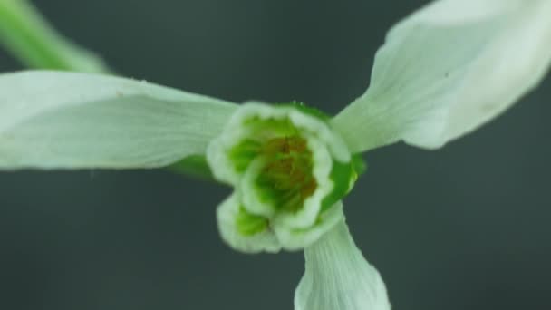 Όμορφη Λευκή Χιόνι Galanthus Λουλούδι Μακροεντολή Γκρι Φόντο Ανθισμένη Σταγόνα — Αρχείο Βίντεο