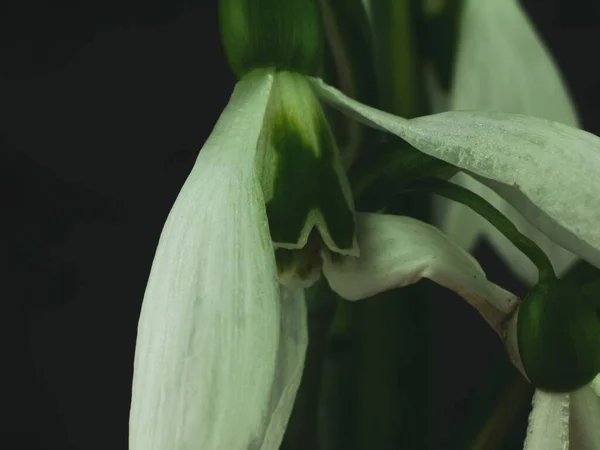 Gyönyörű Fehér Hóvirág Vagy Galanthus Virág Makró Fekete Háttér Sötét — Stock Fotó