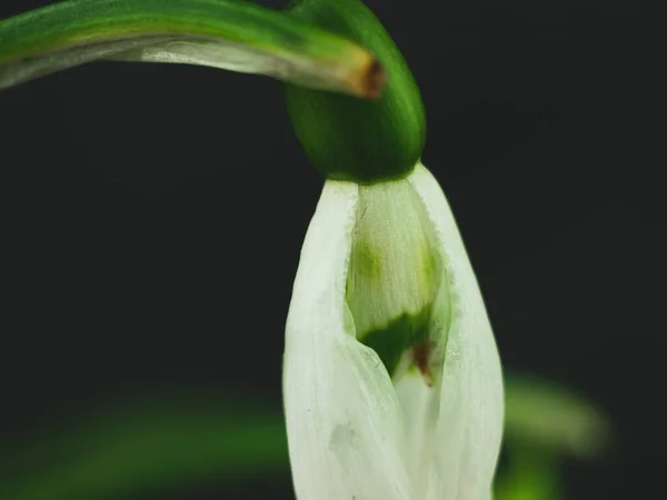 Mooie Witte Sneeuwklokje Galanthus Bloem Macro Zwarte Achtergrond Donker Humeurig — Stockfoto