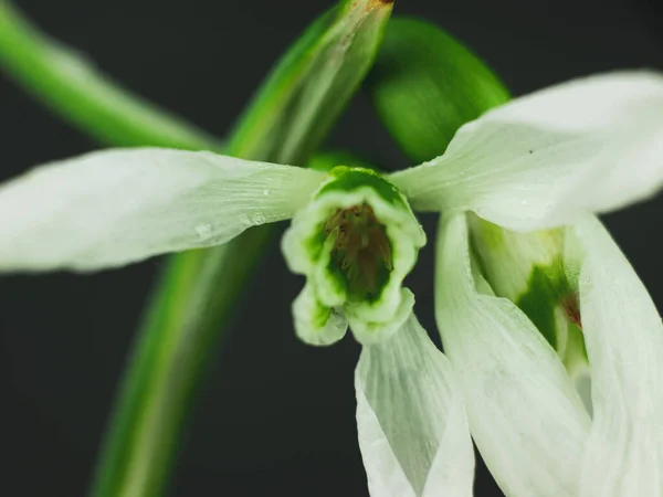 Krásné Bílé Sněžení Nebo Galanthus Květ Makro Černé Pozadí Tmavé — Stock fotografie