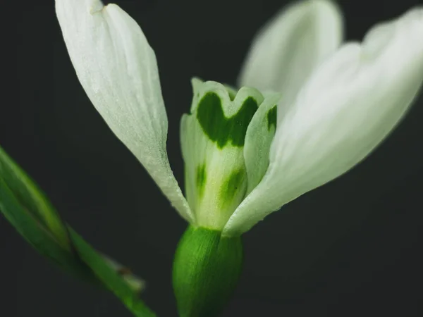 Beautiful White Snowdrop Galanthus Flower Macro Black Background Dark Moody — Stock Photo, Image