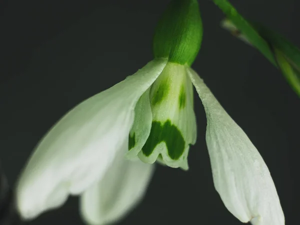 Krásné Bílé Sněžení Nebo Galanthus Květ Makro Černé Pozadí Tmavé — Stock fotografie