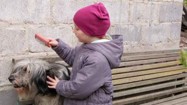 Genç Kız Büyük Pofuduk Köpeği Tarıyor Uzun Kürklü Hayvanlarla Ilgilenin — Stok video