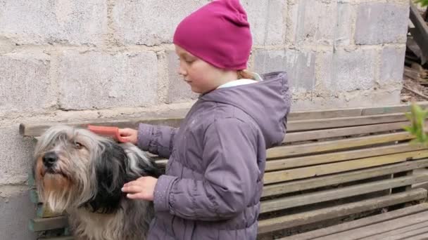 大きなふわふわの犬を連れてくる若い女の子 長い毛皮の動物の世話をする ペットのための櫛 愛護子犬の養子縁組の概念をサポートしています ポーランド低地のシープドッグは木製のベンチに座っています — ストック動画