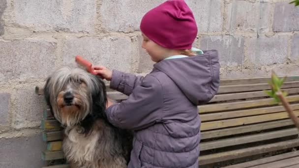 年轻的女孩梳理大毛茸茸的狗 照顾长毛动物 宠物的梳子 爱支持关爱幼犬的概念 波兰低地牧羊犬坐在木制的长椅上 — 图库视频影像