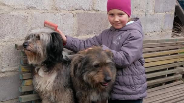Genç Kız Büyük Pofuduk Köpeği Tarıyor Uzun Kürklü Hayvanlarla Ilgilenin — Stok video