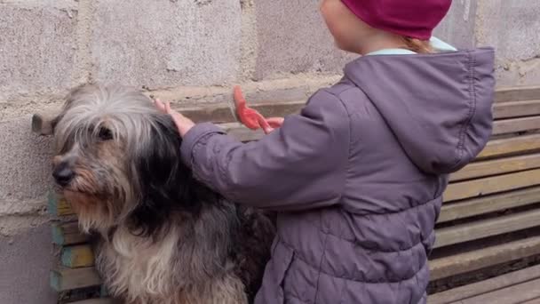 Ung Flicka Kammar Stor Fluffig Hund Skötsel Långa Pälsdjur Kammar — Stockvideo