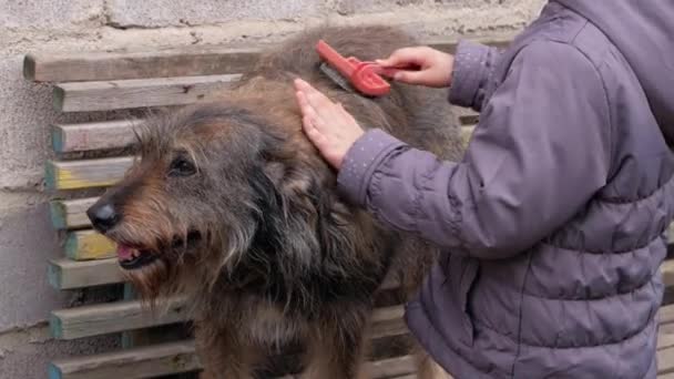 犬を連れてくる少女の手 長い毛皮の動物の世話をする ペットのための櫛 思いやり 子犬の養子縁組の概念 ストリートホームレスのモングレル避難所 犬が屋外の木製のベンチに座っている — ストック動画