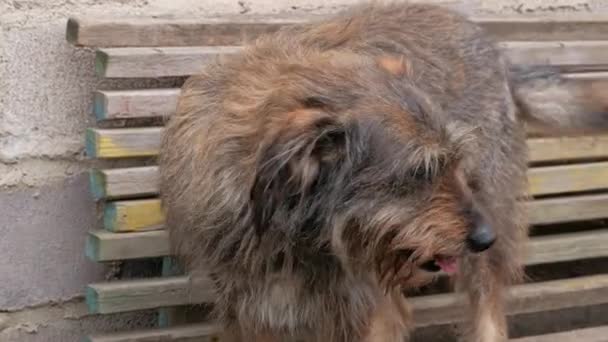 Manos Una Joven Peinando Perro Esponjoso Cuidado Lana Larga Gruesa — Vídeos de Stock