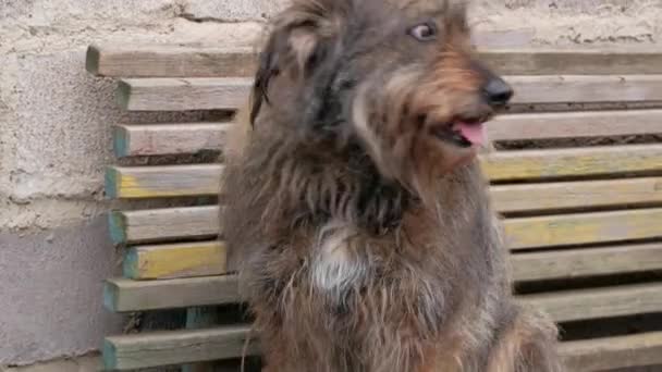 Tüylü Köpeği Tarayan Genç Bir Kızın Elleri Uzun Yün Kaplı — Stok video
