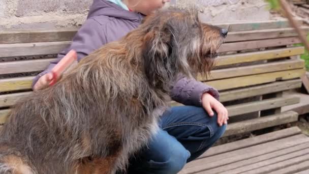 Handen Van Een Jong Meisje Die Pluizige Hond Kamt Zorg — Stockvideo