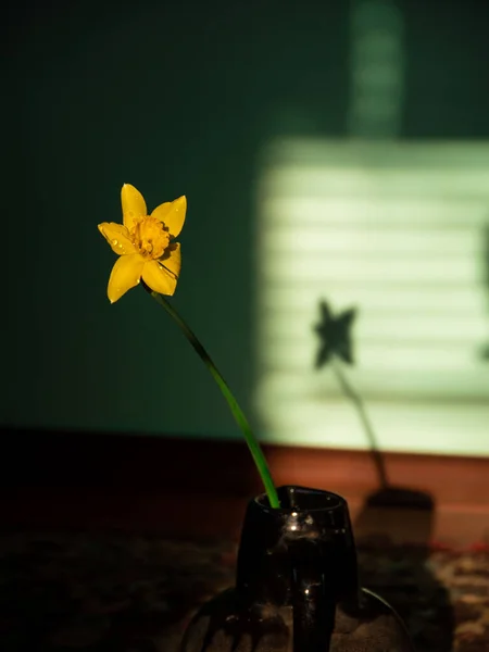 Beautiful yellow daffodil flower in vase with harsh shadow on blurred background in minimal style. Spring blooming greeting card, holidays website banner low key modern. Dark and moody nature close-up