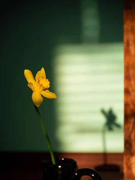 Linda Flor Amarelo Narciso Vaso Com Sombra Dura Sobre Fundo — Fotografia de Stock