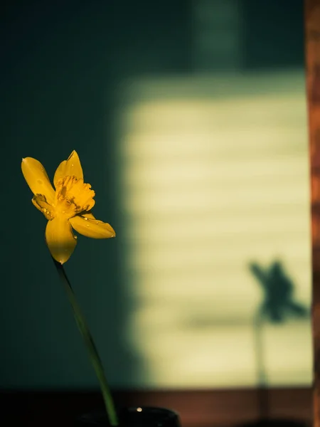 Beautiful Yellow Daffodil Flower Vase Harsh Shadow Blurred Background Minimal — Stock Photo, Image