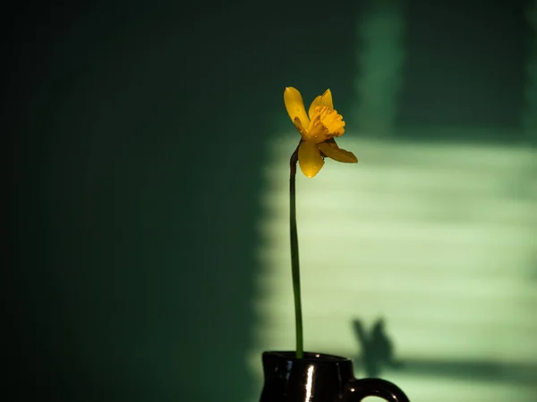 Beautiful yellow daffodil flower in vase with harsh shadow on blurred background in minimal style. Spring blooming greeting card, holidays website banner low key modern. Dark and moody nature close-up