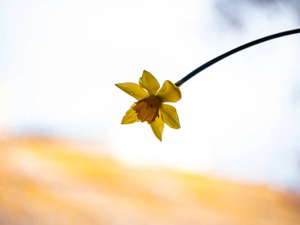 Schöne Gelbe Narzissenblüte Auf Verschwommenem Himmelshintergrund Minimaler Nahaufnahme Frühling Natur — Stockfoto