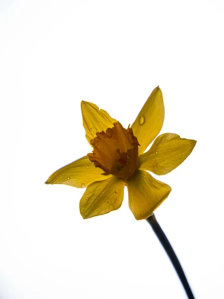 Beautiful Yellow Daffodil Flower Blurred Sky Background Minimal Style Close — Stock Photo, Image