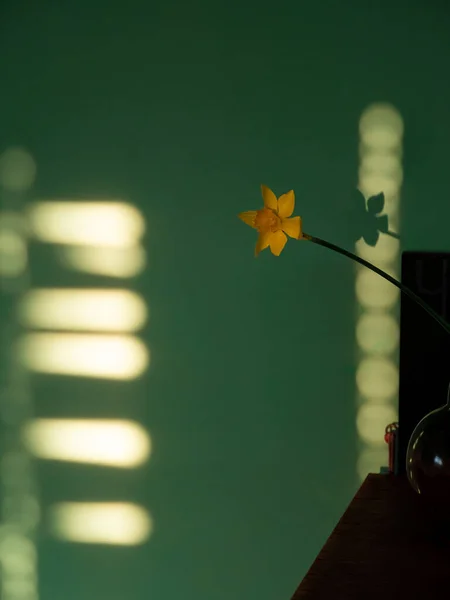 Beautiful Yellow Daffodil Flower Vase Harsh Shadow Blurred Background Minimal — Stock Photo, Image
