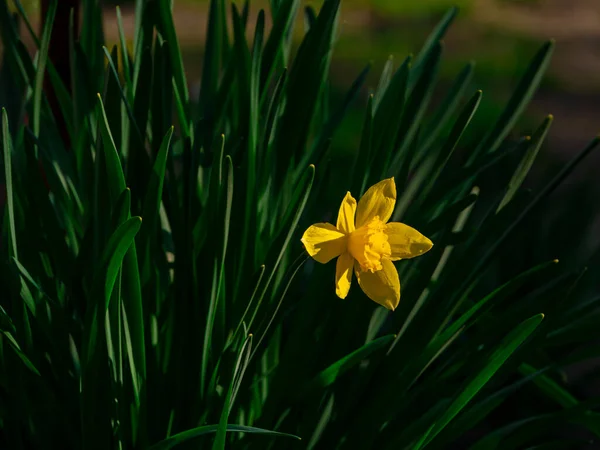 Beautiful yellow daffodil flowers with green leaves growing on flowerbed on blurred nature background. Spring blooming greeting card, holidays website banner low key. Dark and moody plants close-up