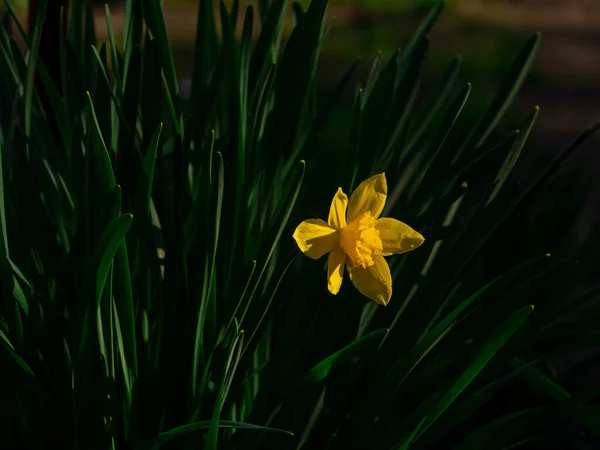Beautiful yellow daffodil flowers with green leaves growing on flowerbed on blurred nature background. Spring blooming greeting card, holidays website banner low key. Dark and moody plants close-up