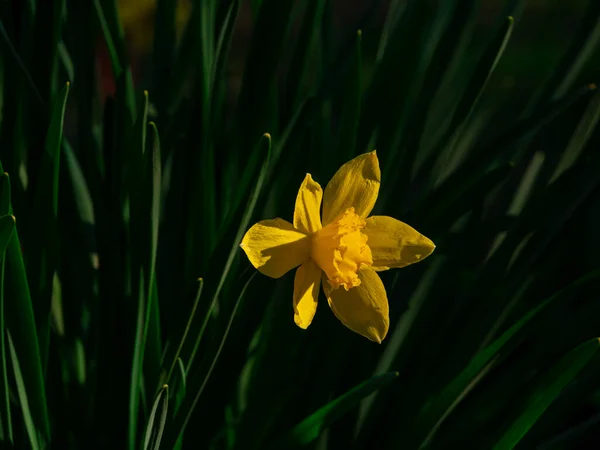 Piękne Żółte Żonkile Kwiaty Zielonymi Liśćmi Rosnącymi Kwietniku Rozmytym Tle — Zdjęcie stockowe
