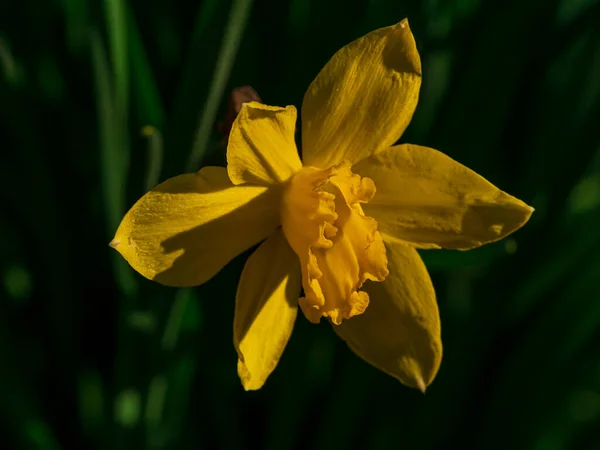 Vackra Gula Påsklilja Blommor Med Gröna Blad Som Växer Rabatten — Stockfoto