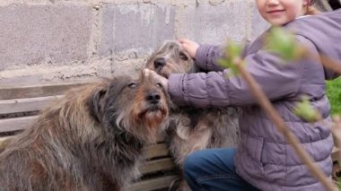 Çocuk büyük, siyah, beyaz, tüylü bir köpeği tarıyor. Uzun, yün kaplı evcil hayvan. Köpek tarağı. Evlat edinme kavramını desteklemeye bayılıyorum. Polonya Lowland Sheepdog 'u ahşap bankta. Sokak evsizleri barınağı