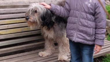 Çocuk büyük, siyah, beyaz, tüylü bir köpeği tarıyor. Uzun, yün kaplı evcil hayvan. Köpek tarağı. Evlat edinme kavramını desteklemeye bayılıyorum. Polonya Lowland Sheepdog 'u ahşap bankta. Sokak evsizleri barınağı