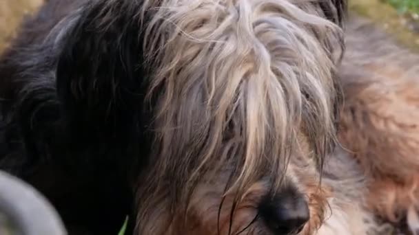 ポーランド低地のシープドッグは緑の草の上に座っている 可愛い大きな黒と白のふわふわの長いウールの厚いコーティングされた犬を肖像画 面白いペット動物の背景4K愛は思いやりのある採用コンセプトをサポートペットグルーミング — ストック動画