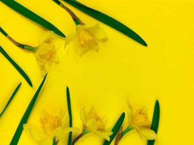 Pastel arka planda sarı nergis çiçekleri. Kopyalama alanı için Narcissus düz şablonu yatıyordu. Çiçek açan arka plan metin yeri. Yaratıcı minimal biçim çiçekli çerçeve tasarımı.