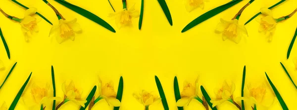 Yellow Daffodil Flowers Pastel Background Top View Narcissus Flat Lay — Stock Photo, Image