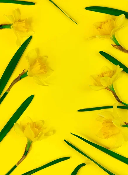 パステルカラーの背景の上面に黄色のダフォジルの花 文字コピースペース用のフラットレイテンプレートを発行します 花の背景テキストの場所を開花させます 創造的な最小限のスタイルの花のフレームパターンデザイン — ストック写真