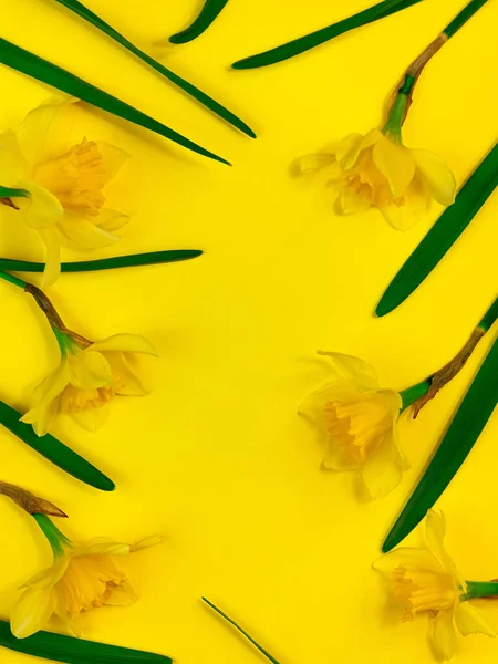 Fleurs Jonquilles Jaunes Sur Fond Pastel Vue Dessus Modèle Pose — Photo