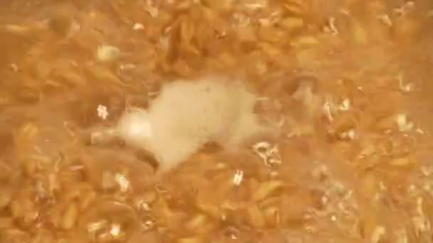 Gros Plan Farine Avoine Bouillante Bouillonnante Dans Une Casserole Alimentation — Video