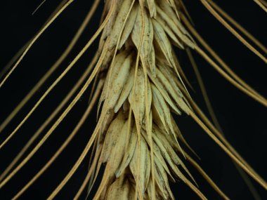 Koyu arkaplanda buğday kulaklı makro fotoğraf. Olgun dikenli desenli tahıllar. Organik gıda hasadı sağlıklı ekmek pişirme konsepti.