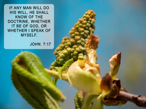 Bible quotes on blurred blooming green nature background. Card for believer. Inspirational verse praying Christian wallpaper. If any man will do his will he shall know of doctrine whether it be of God