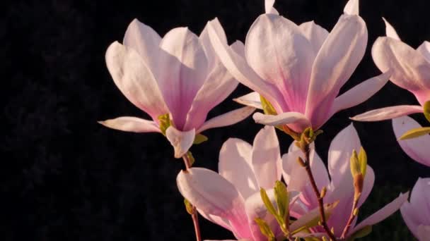 Magnolia Ramo Árvore Com Flor Roxa Branca Close Jardim Primavera — Vídeo de Stock