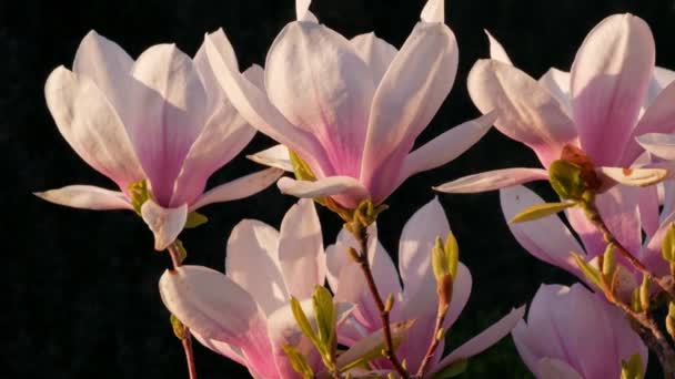 Magnolia Boom Tak Met Witte Paarse Bloei Close Tuin Lente — Stockvideo