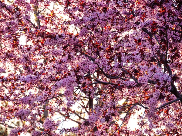 Prunus Cerasifera Nigra Prunier Cerisier Noir Fleurs Dans Jardin Fond — Photo