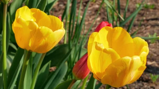 春の花壇で黄色のチューリップが風に揺れる 明るい美しい花のフィールドは 太陽の下で閉じます 自然な花の背景 4Kフッテージ — ストック動画