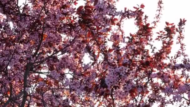 春の桜庭のニグラブラックチェリー梅の開花木 コピースペースのある春の花の背景 カナダの黒梅ライトピンクの花 茶色の赤い葉を持つ観賞用の低木 — ストック動画