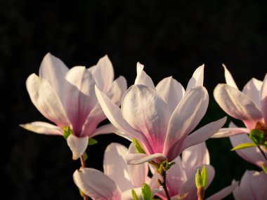 Beyaz mor çiçekli manolya ağacı dalı baharda baharda, hafif hareketli bir çiçek, rüzgarın siyah arka planında, çiçeklerin doğası karanlık, karamsar bir kart. Gün ışığında narin pembe çiçekler..