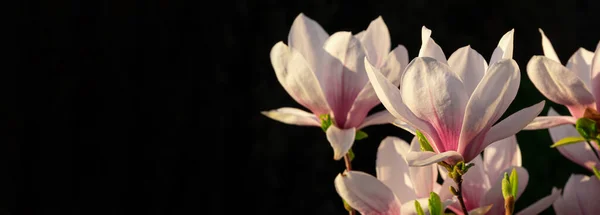 Magnolia Branche Arbre Avec Blanc Pourpre Floraison Close Jardin Printemps — Photo