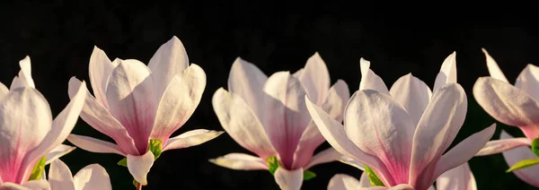 Magnolia Κλαδί Δέντρο Λευκό Πορφυρό Ανθίζει Κοντά Μέχρι Την Άνοιξη — Φωτογραφία Αρχείου